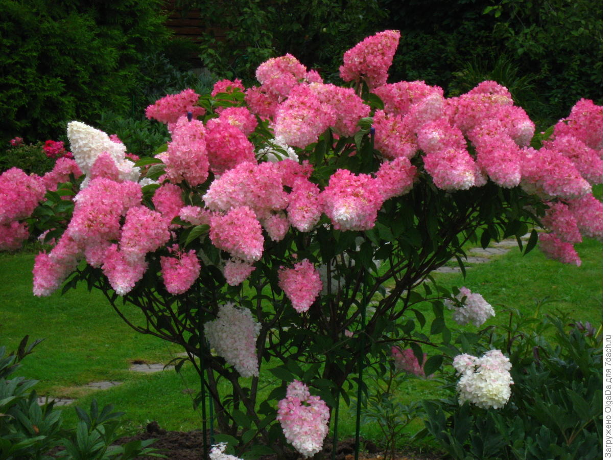 ПРЕЛЕСТНЫЕ ГОРТЕНЗИИ В ЛЕРУА МЕРЛЕН !!! (Продолжение) смотреть онлайн