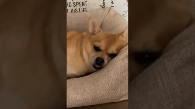 БАСЯ И ЕГО ЗУБЫ смотреть онлайн