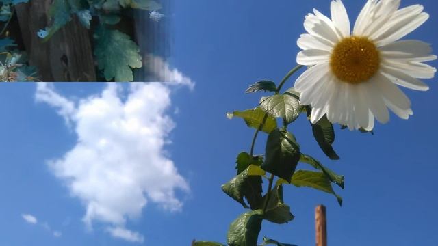 Ромашка біла, квітка кохання!! Ромашка белая, цветок любви! Daisy white flower of love !!! смотреть онлайн