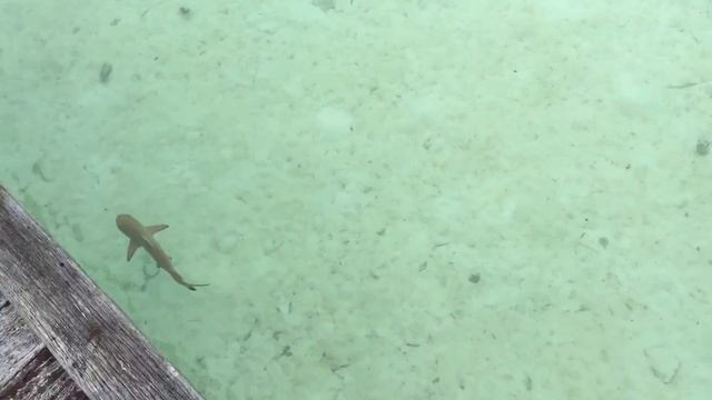 Маленькая Акула плавает вдоль берега на Мальдивах смотреть онлайн