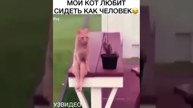 МОЙ КОТ ЛЮБИТ СИДЕТЬ КАК ЧЕЛОВЕК