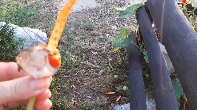 Шале и розы в горах Италии. Выходные дни, музыка, в гостях у друзей. смотреть онлайн