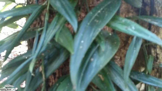tanaman Hias Merambat Scindapsus di hutan. смотреть онлайн