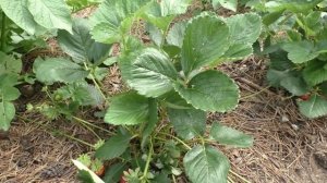 Сорт Мальвина. Весенняя посадка этого года. Что выросло к концу июля.