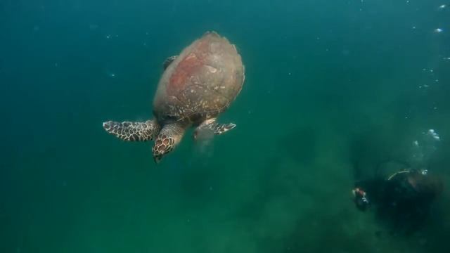 Черепаха бисса ест медузу | Hawksbill Turtle eating a Jellyfish at Koh Krock | Diving in Pattaya смотреть онлайн