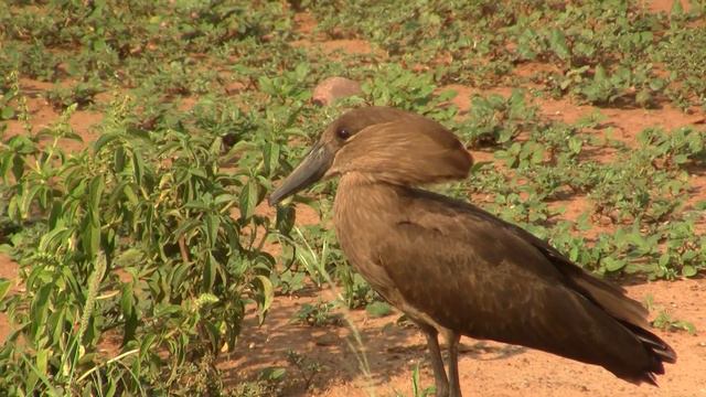 Herons: Hamerkop. Цапли: Молотоглав (1254sp) смотреть онлайн