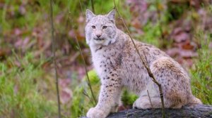 Волшебная магия Европейского Леса и животного мира с музыкой-релакс