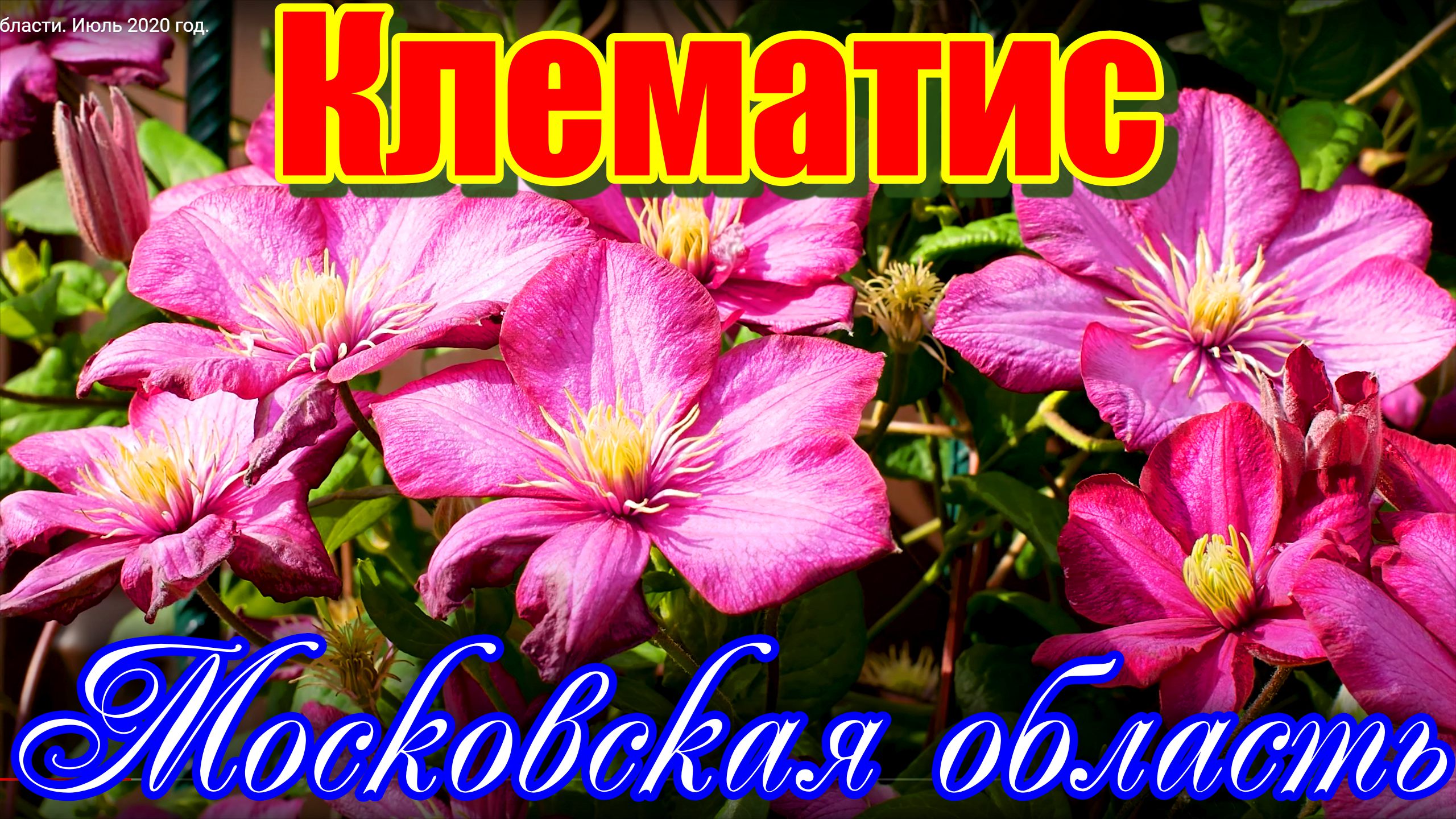 Клематис в Московской области Июль 2020 год смотреть онлайн
