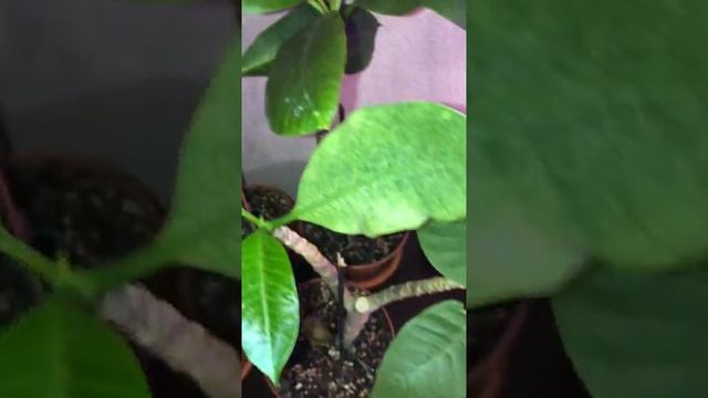 Плюмерия SOS! Помогите побороть клеща смотреть онлайн