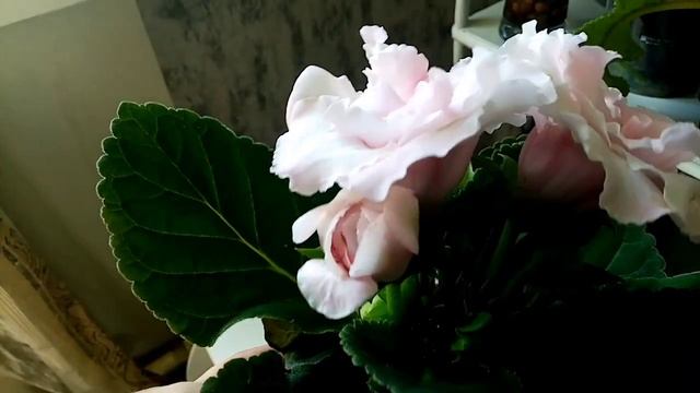 Неприхотливые комнатные цветы для дома. Необычные стрептокарпусы. Новая глоксиния. смотреть онлайн