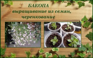 Бакопа ампельная выращивание из семян, размножение черенками