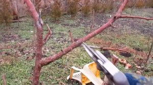 КАК ОБРЕЗАТЬ АБРИКОС НА 2 год. Обрезка ослабленного абрикоса.