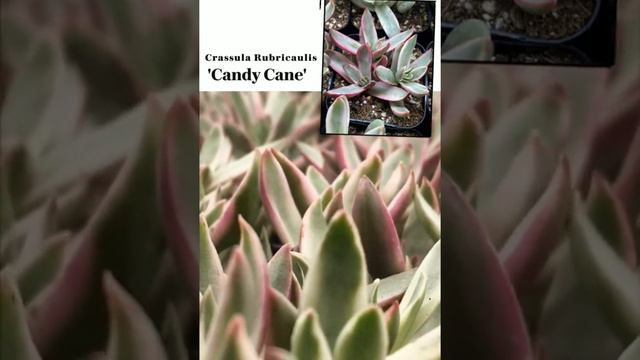 Crassula rubricaulis "candy cane" EP 134/1000 смотреть онлайн