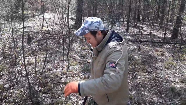 #КЛАД ЗОЛОТА В КОРНЯХ ВЕКОВОЙ СОСНЫ!!! В ПОИСКАХ КЛАДА И ЗОЛОТА ОТ ВИКЛИНГА! смотреть онлайн