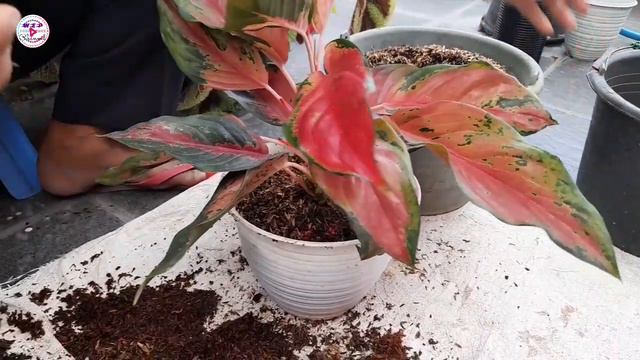 BERTANI AGLAONEMA AUTO PANEN BANYAK ALA PAK TUGIYO DENGAN SISTEM CULIK INDUKA DAN PISAH ANAKAN 😍 смотреть онлайн