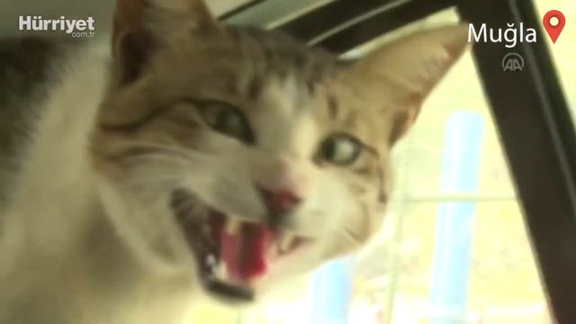 Турция. Пожары. Спасли кота из горящего поселка от неминуемой гибели в огне. смотреть онлайн