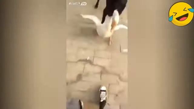 ЛУЧШИЕ ПРИКОЛЫ 2018 ржака до слез угар видео прикол ПРИКОЛЮХА смотреть онлайн