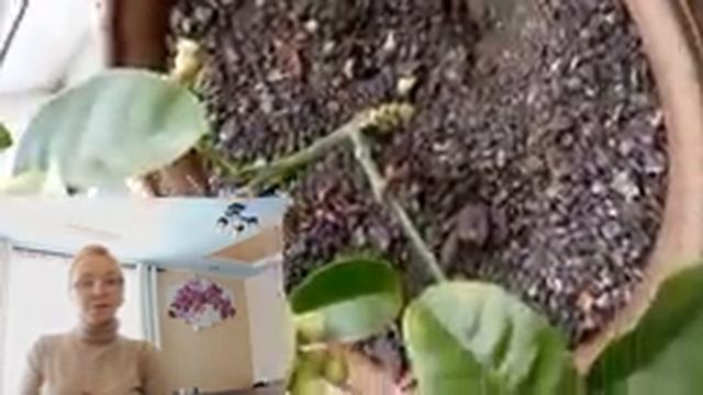 Лимон на подоконнике смотреть онлайн