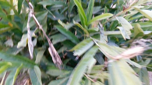 Kulanjan Malayvacha Greater Galangal Alpinia galanga Pennel смотреть онлайн