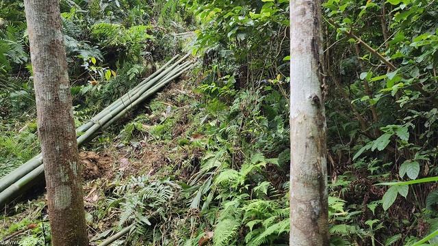 Survival alone vn, survival skills, survival in the forest, survival, bushcraft смотреть онлайн