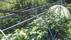 Шпалера для Огурцов своими руками и Шпалерная сетка из магазина.