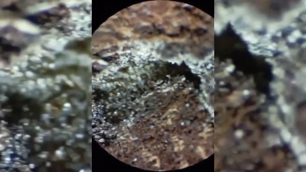 Кора Дерева Под Микроскопом/ Tree Bark Under The Microscope