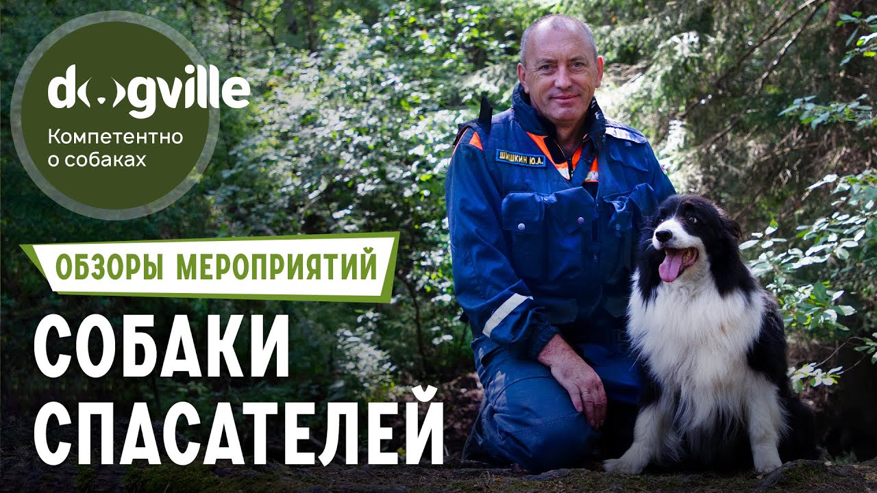 Испытания для собак-спасателей - Как работают собаки в завале? - Поиск пропавших людей в лесу смотреть онлайн