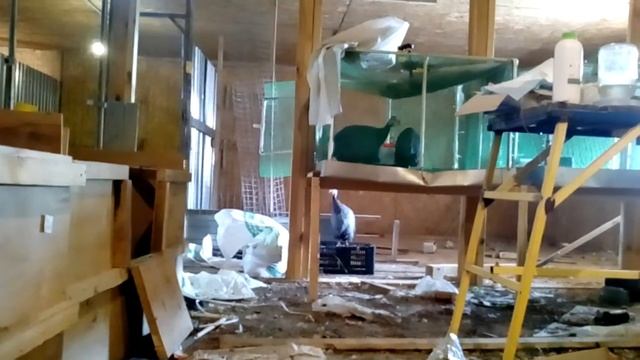 Магия Макондо. Бройлерная цесарка добровольно возвращается в клетку