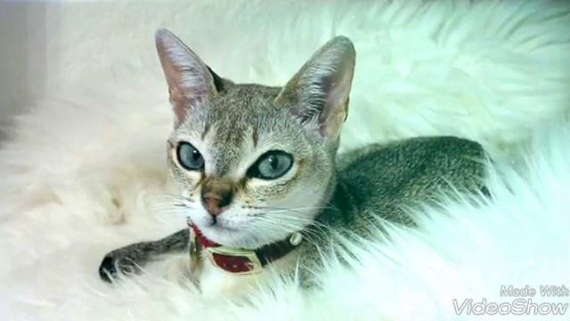 Кошки породы Сингапура Милые котята Узнай свою кошку смотреть онлайн