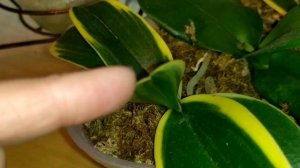 Из двух листочков без корней выращиваю здоровую орхидею.