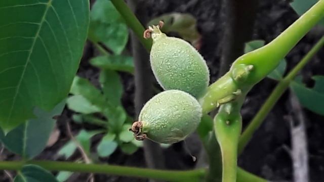 Орех грецкий, с. "Первая Леди ". Первые плоды. Посадка 2020 года. смотреть онлайн