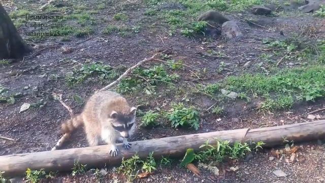 Американский енот Кроха и речная выдра Мымра в Приморском Сафари-парке. смотреть онлайн