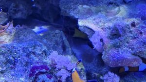 Морской аквариум. Бюджетный морской аквариум - это реально! Запускаю канал. Marine Aquarium.