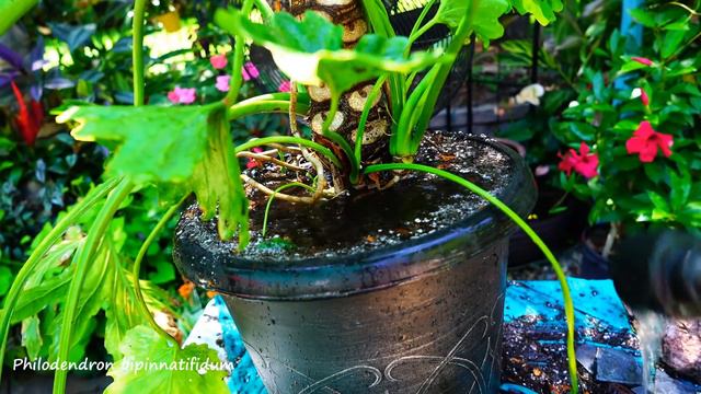 Philodendron Bipinnatifidum Potting And Care // Philodendron Selloum