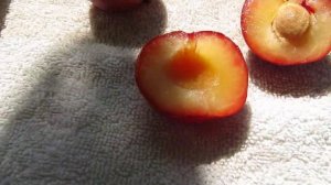 Алыча Обильная новая