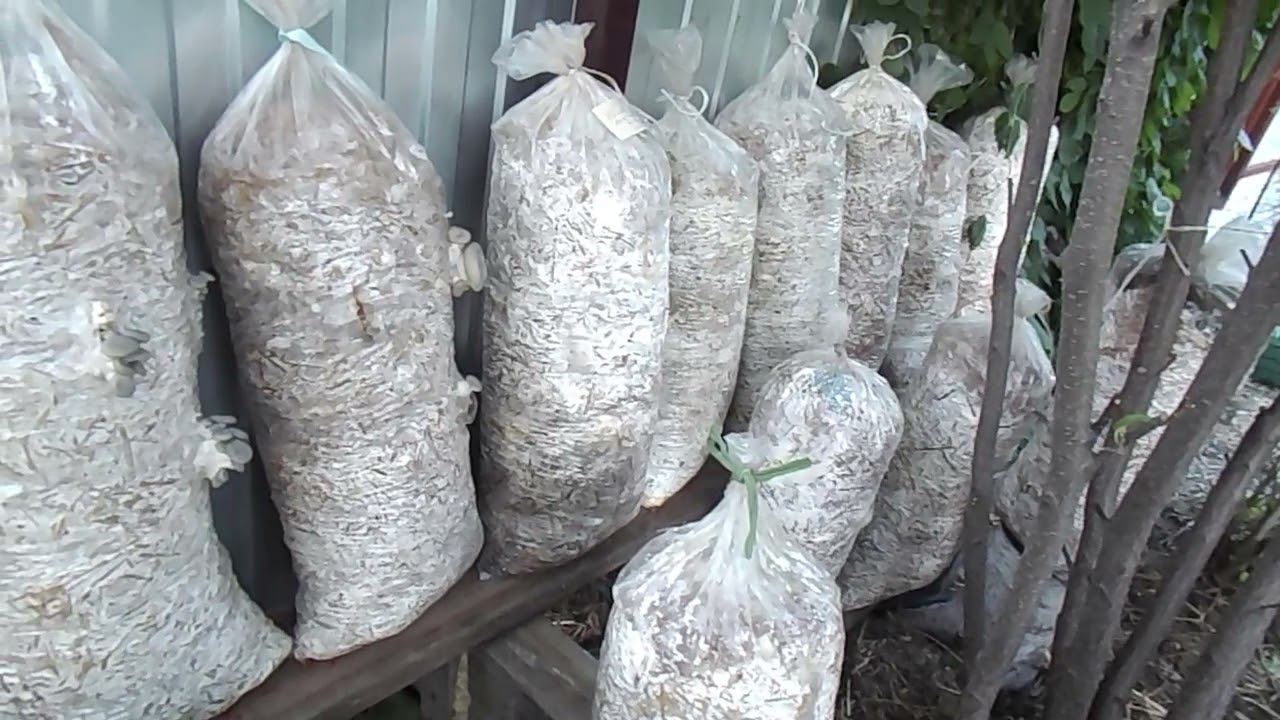 26 Вешенка на соломе на 27 июня смотреть онлайн