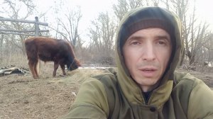 Почему телята плохо растут? В чём причина?