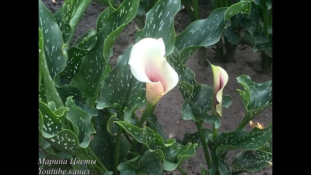 Каллы садовые. Выращивание и опасные легенды . смотреть онлайн