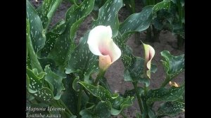Каллы садовые. Выращивание и опасные легенды .