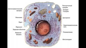 § 4 Клетка: строение, химический состав и жизнедеятельность.