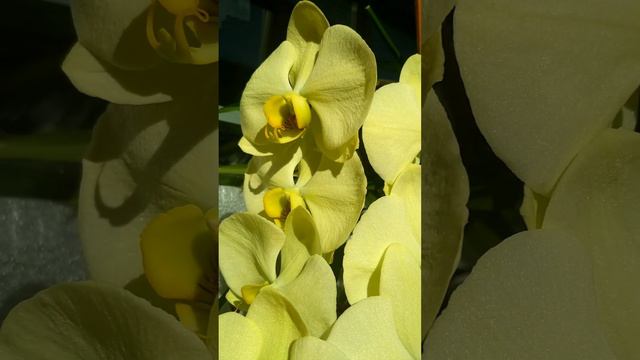 Phal.Golden Apollon,#orchids #yellow orchids смотреть онлайн