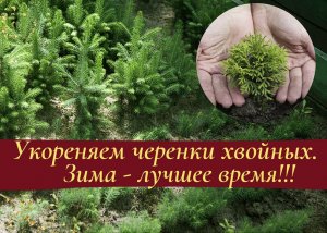 Укореняем черенки хвойных! Зима - лучшее время!