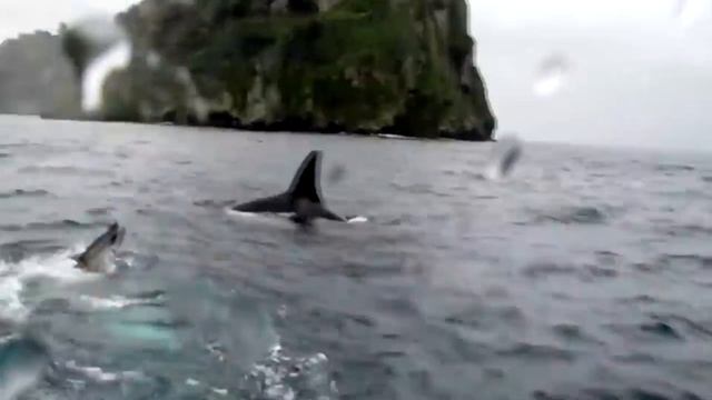 Вот Почему Акулам Лучше НЕ Связываться с КАСАТКАМИ смотреть онлайн