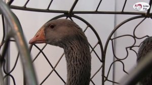 ПОРОДА  ГУСЕЙ  УРАЛЬСКИЕ СЕРЫЕ Агропромышленная выставка Золотая  осень 2016 iLikePet
