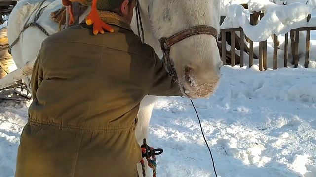 ЗАПРЯГАЕМ ЛОШАДЬ
