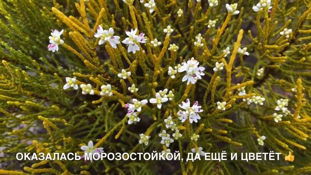 ВЕСЕННИЕ: ЛИСТВЕННИЦА ЯПОНСКАЯ “PENDULA”. ХЕБЕ “JAMES STIRLING”. ТСУГА КАНАДСКАЯ. смотреть онлайн