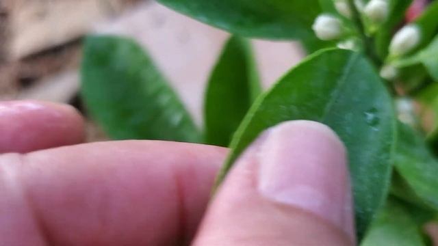 Calamansi plants in pots смотреть онлайн