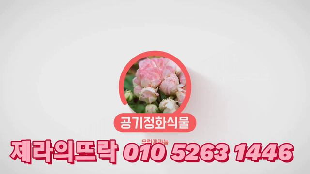 #제라의뜨락 #유럽제라늄 #여름 смотреть онлайн