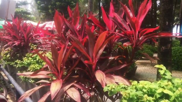 ПХУКЕТ VLOG #12: Погода на Пхукете смотреть онлайн