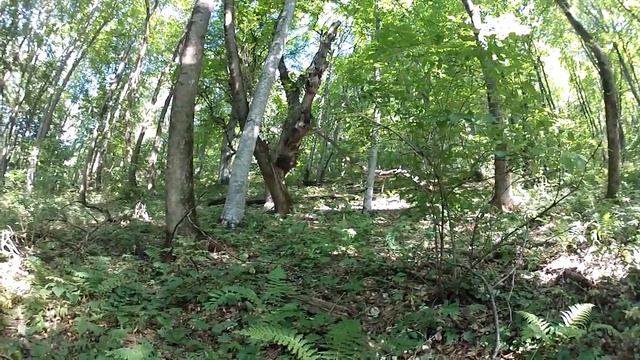 Куница в кавказских горах - КЧР Станица Преградная смотреть онлайн
